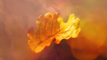 A.M.R & Cornelius SA - Amber Sunlight Falls Afro House King