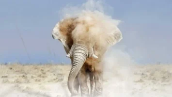 Afrikan Roots - Elephant Steps Afro House King