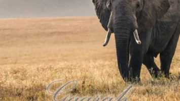 EyeRonik - Gaarah Afro House King