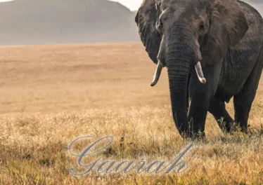 EyeRonik - Gaarah Afro House King