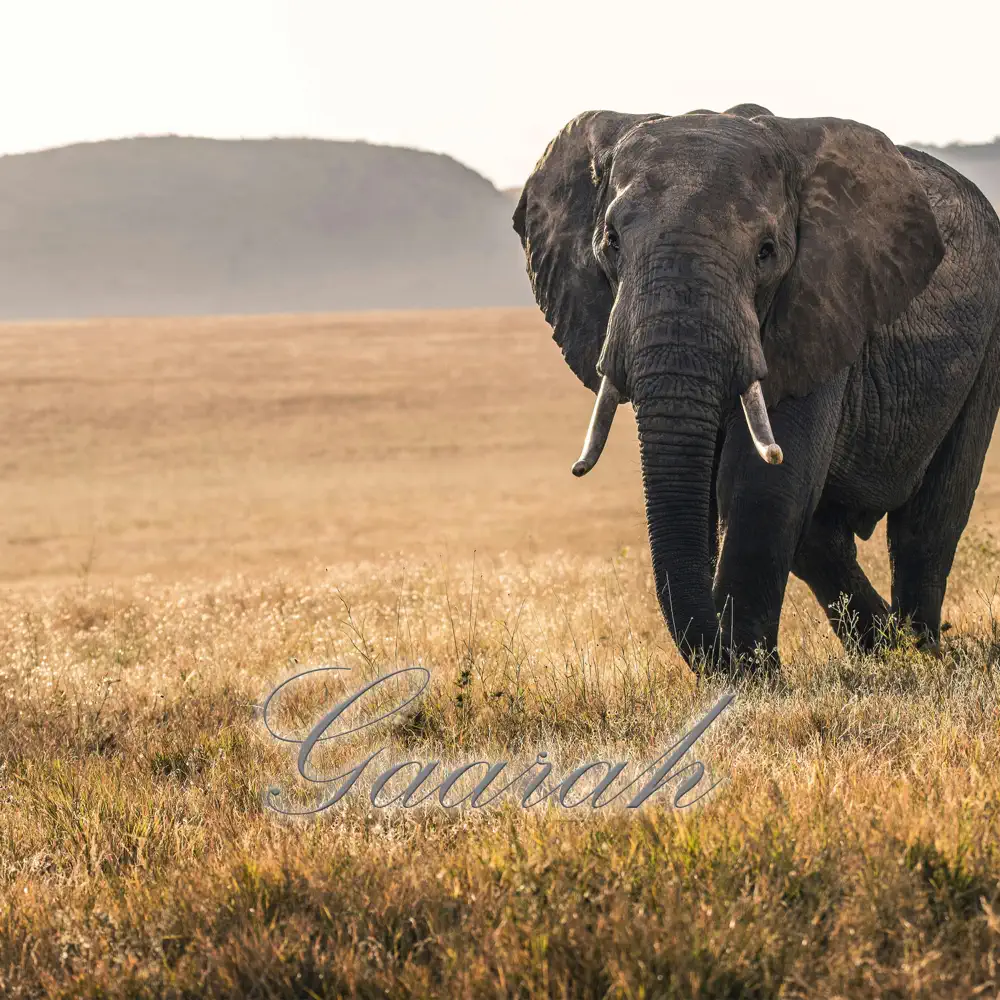 EyeRonik - Gaarah