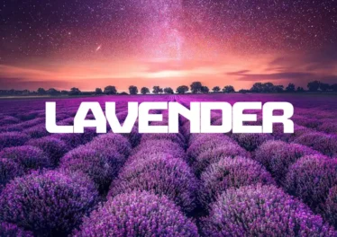 InQfive, BusyExplore & Cyatt RSA - Lavender EP Afro House King