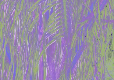 Omagoqa, Sizwe Alakine & K.Keed - Jumanji (feat. Jepedoh, Mvelo Makhanya & Ms. Cosmo) Afro House King